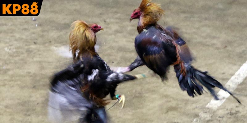 Áp dụng chiến thuật thông minh để thành công lớn