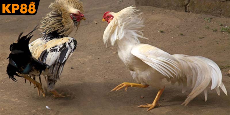 Quy trình theo dõi trận đấu kịch tính nhất